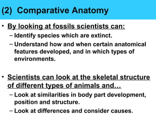 (2) Comparative Anatomy
• By looking at fossils scientists can:
– Identify species which are extinct.
– Understand how and when certain anatomical
features developed, and in which types of
environments.
• Scientists can look at the skeletal structure
of different types of animals and…
– Look at similarities in body part development,
position and structure.
– Look at differences and consider causes.
 