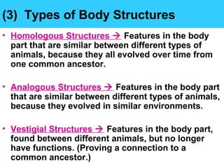 (3) Types of Body Structures
• Homologous Structures  Features in the body
part that are similar between different types of
animals, because they all evolved over time from
one common ancestor.
• Analogous Structures  Features in the body part
that are similar between different types of animals,
because they evolved in similar environments.
• Vestigial Structures  Features in the body part,
found between different animals, but no longer
have functions. (Proving a connection to a
common ancestor.)
 