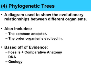 (4) Phylogenetic Trees
• A diagram used to show the evolutionary
relationships between different organisms.
• Also Includes:
– The common ancestor.
– The order organisms evolved in.
• Based off of Evidence:
– Fossils + Comparative Anatomy
– DNA
– Geology
 