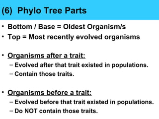 (6) Phylo Tree Parts
• Bottom / Base = Oldest Organism/s
• Top = Most recently evolved organisms
• Organisms after a trait:
– Evolved after that trait existed in populations.
– Contain those traits.
• Organisms before a trait:
– Evolved before that trait existed in populations.
– Do NOT contain those traits.
 