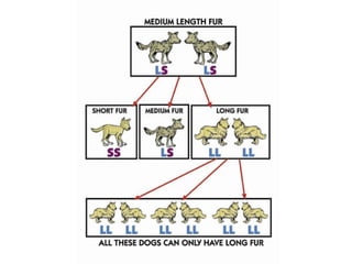 Biology unit 7 evolution intro to evolution and natural selection notes ...