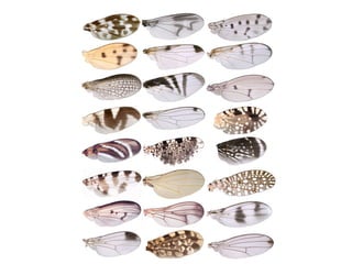 Biology unit 7 evolution intro to evolution and natural selection notes ...