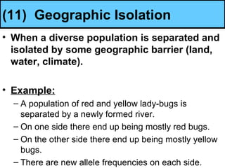 (11) Geographic Isolation
• When a diverse population is separated and
isolated by some geographic barrier (land,
water, climate).
• Example:
– A population of red and yellow lady-bugs is
separated by a newly formed river.
– On one side there end up being mostly red bugs.
– On the other side there end up being mostly yellow
bugs.
– There are new allele frequencies on each side.
 
