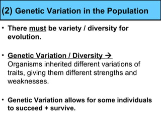 (2) Genetic Variation in the Population
• There must be variety / diversity for
evolution.
• Genetic Variation / Diversity 
Organisms inherited different variations of
traits, giving them different strengths and
weaknesses.
• Genetic Variation allows for some individuals
to succeed + survive.
 