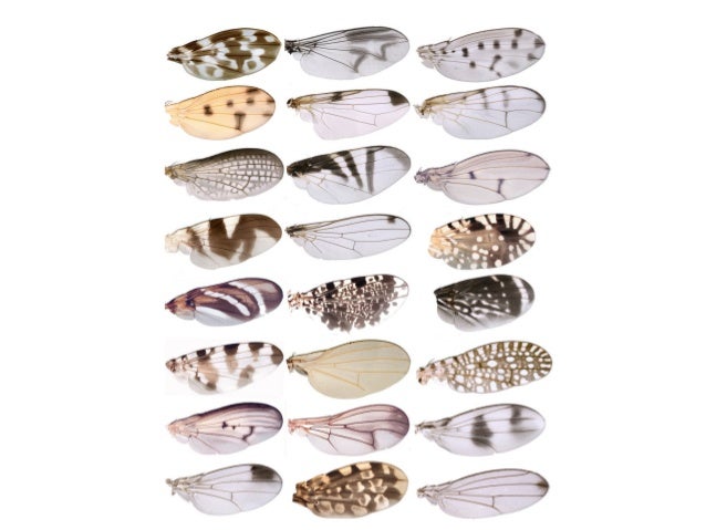 The Variations Necessary For Natural Selection The Variations Necessary For Natural Selection