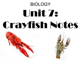 BIOLOGY
Unit 7:
Crayfish Notes
 