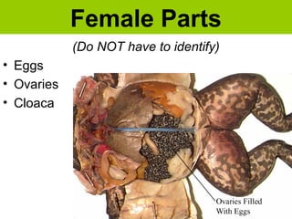 Female Parts
(Do NOT have to identify)
• Eggs
• Ovaries
• Cloaca