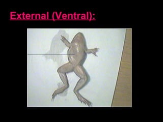 External (Ventral):