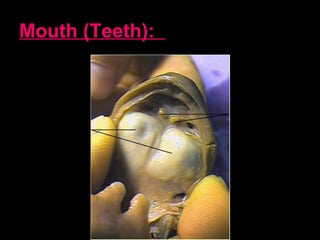 Mouth (Teeth):