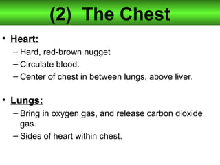(2) The Chest
• Heart:
– Hard, red-brown nugget
– Circulate blood.
– Center of chest in between lungs, above liver.
• Lungs:
– Bring in oxygen gas, and release carbon dioxide
gas.
– Sides of heart within chest.