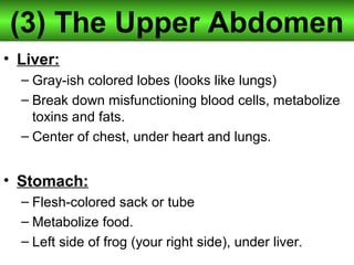 (3) The Upper Abdomen
• Liver:
– Gray-ish colored lobes (looks like lungs)
– Break down misfunctioning blood cells, metabolize
toxins and fats.
– Center of chest, under heart and lungs.
• Stomach:
– Flesh-colored sack or tube
– Metabolize food.
– Left side of frog (your right side), under liver.