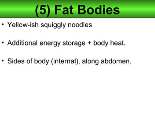 (5) Fat Bodies
• Yellow-ish squiggly noodles
• Additional energy storage + body heat.
• Sides of body (internal), along abdomen.