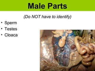 Male Parts
(Do NOT have to identify)
• Sperm
• Testes
• Cloaca