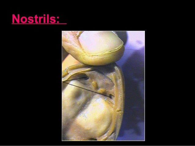 Biology unit 7 organ systems frog dissection notes