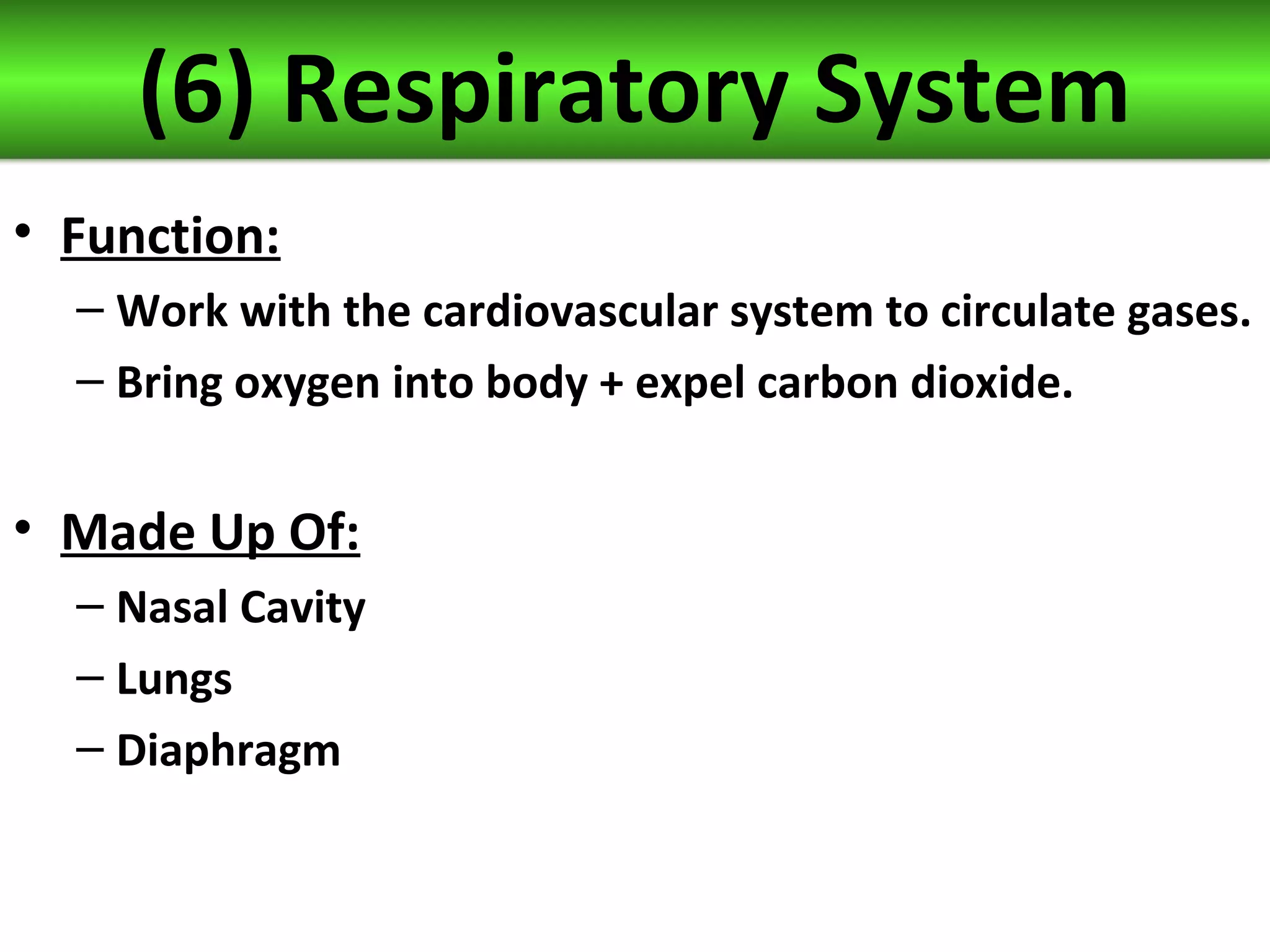 (6) Respiratory System
• Function:
– Work with the cardiovascular system to circulate gases.
– Bring oxygen into body + expel carbon dioxide.
• Made Up Of:
– Nasal Cavity
– Lungs
– Diaphragm