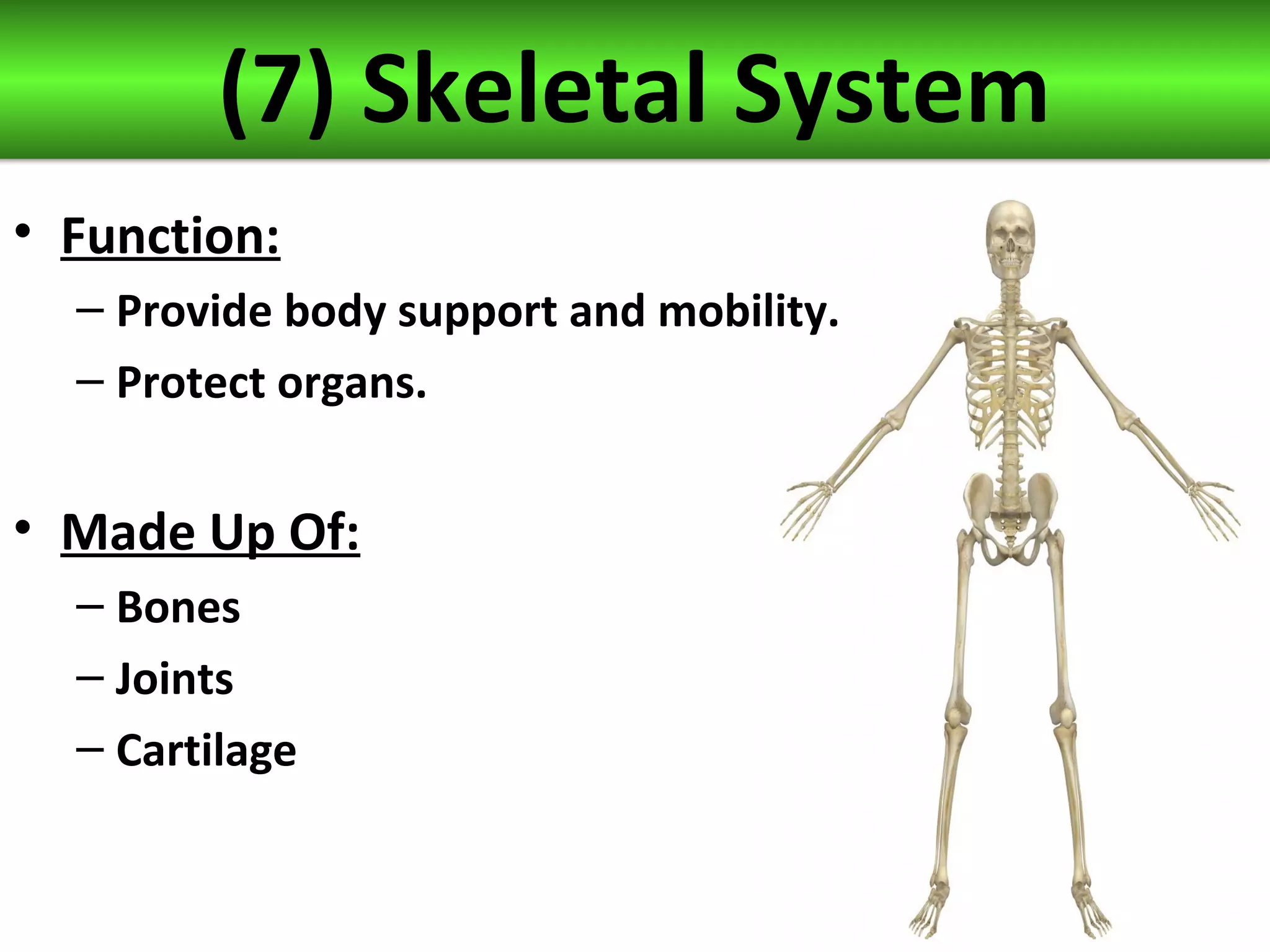 (7) Skeletal System
• Function:
– Provide body support and mobility.
– Protect organs.
• Made Up Of:
– Bones
– Joints
– Cartilage
