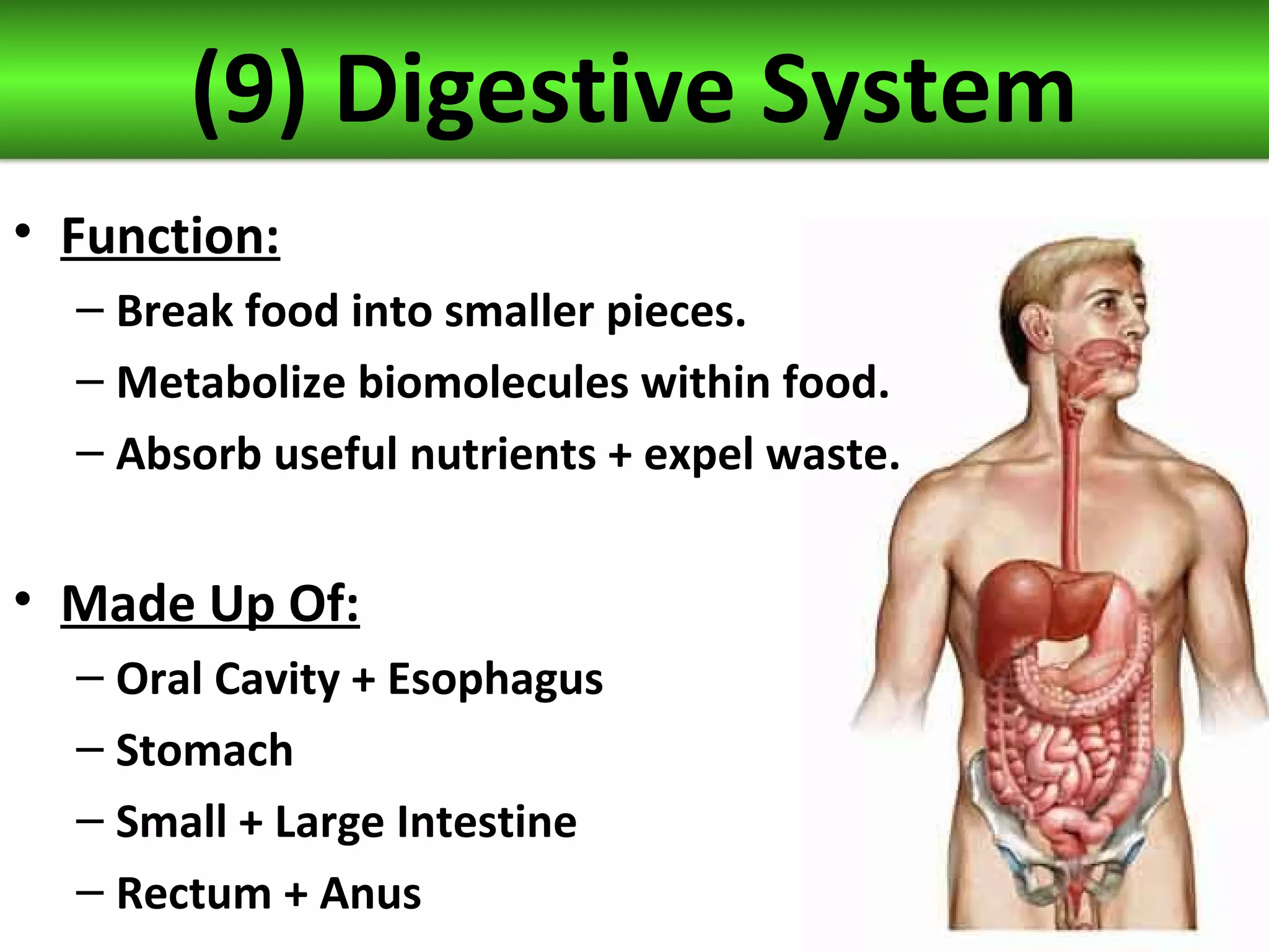 (9) Digestive System
• Function:
– Break food into smaller pieces.
– Metabolize biomolecules within food.
– Absorb useful nutrients + expel waste.
• Made Up Of:
– Oral Cavity + Esophagus
– Stomach
– Small + Large Intestine
– Rectum + Anus