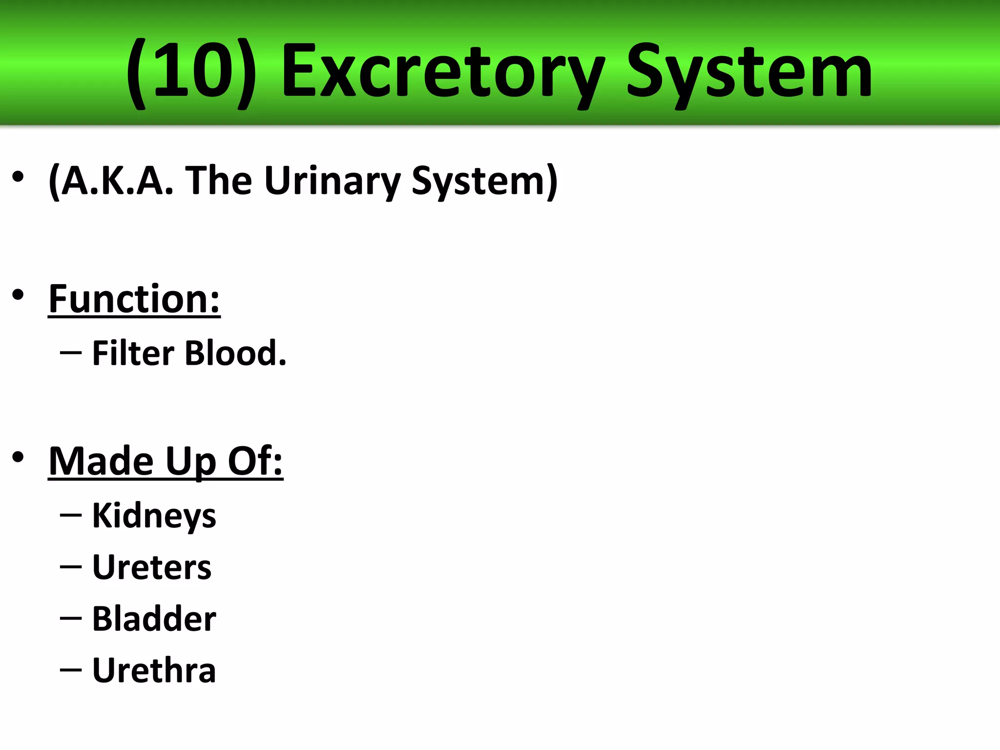 (10) Excretory System
• (A.K.A. The Urinary System)
• Function:
– Filter Blood.
• Made Up Of:
– Kidneys
– Ureters
– Bladder
– Urethra