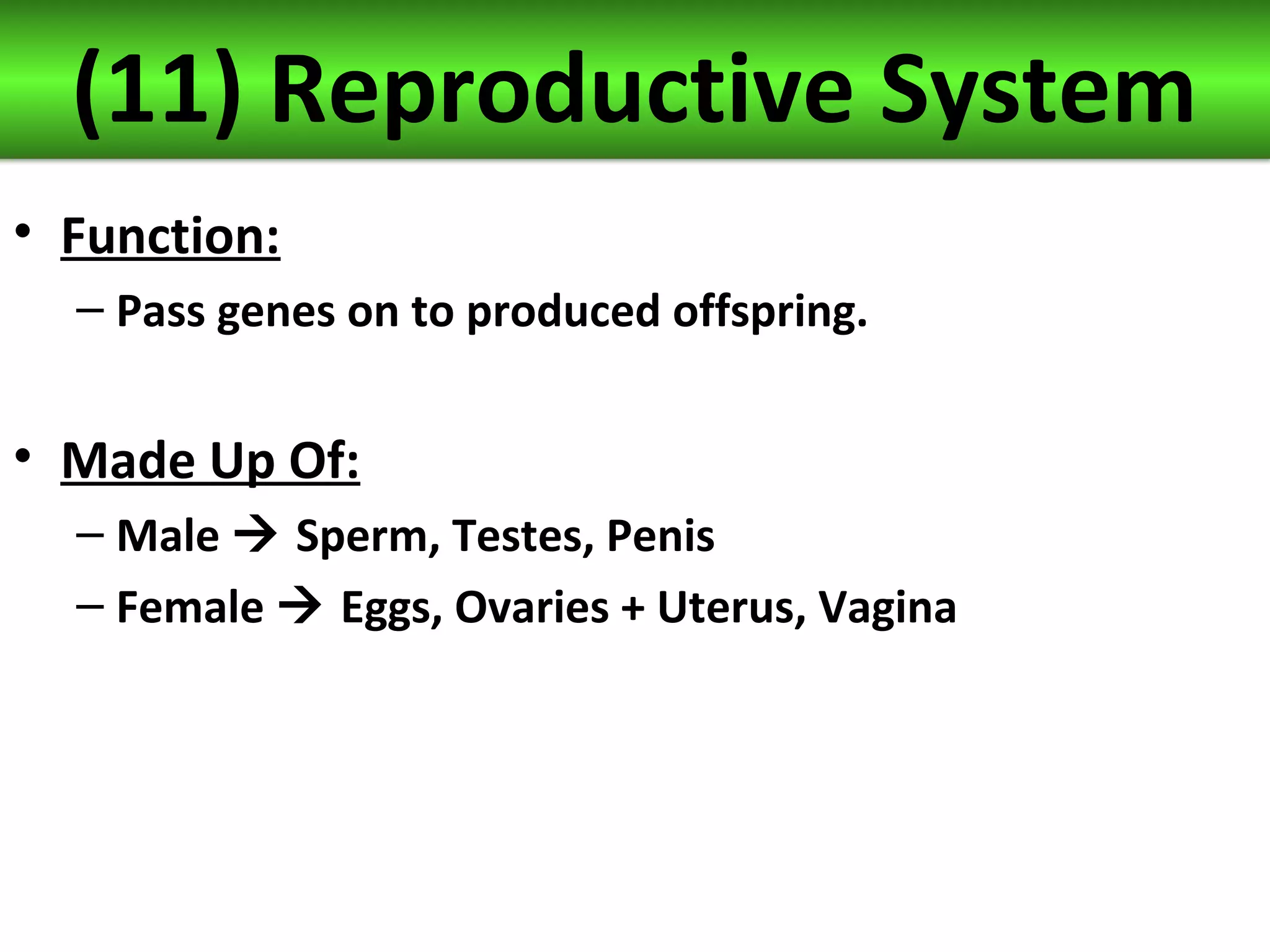 (11) Reproductive System
• Function:
– Pass genes on to produced offspring.
• Made Up Of:
– Male Sperm, Testes, Penis
– Female Eggs, Ovaries + Uterus, Vagina