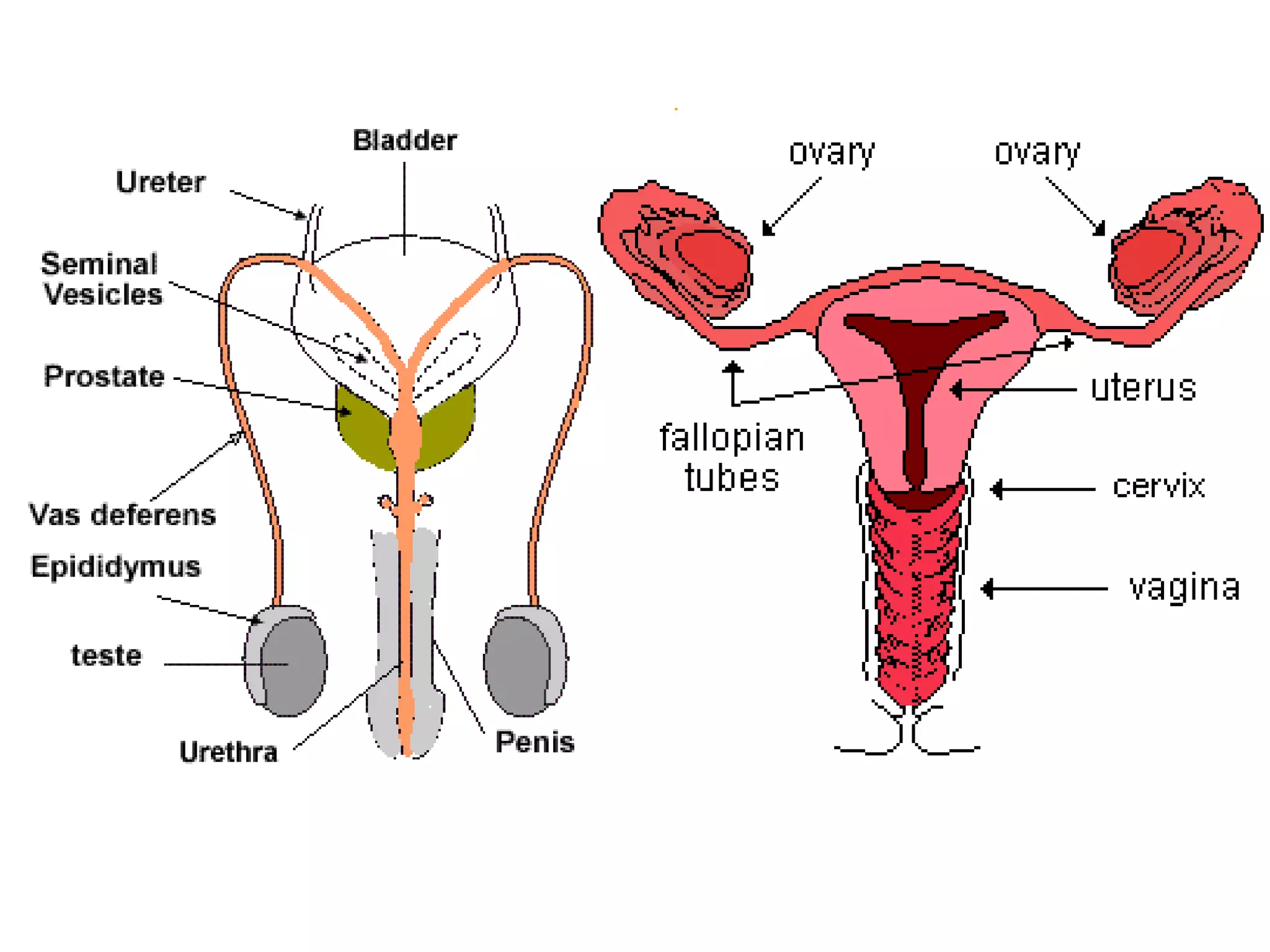 Biology unit 7 organ systems living organization notes