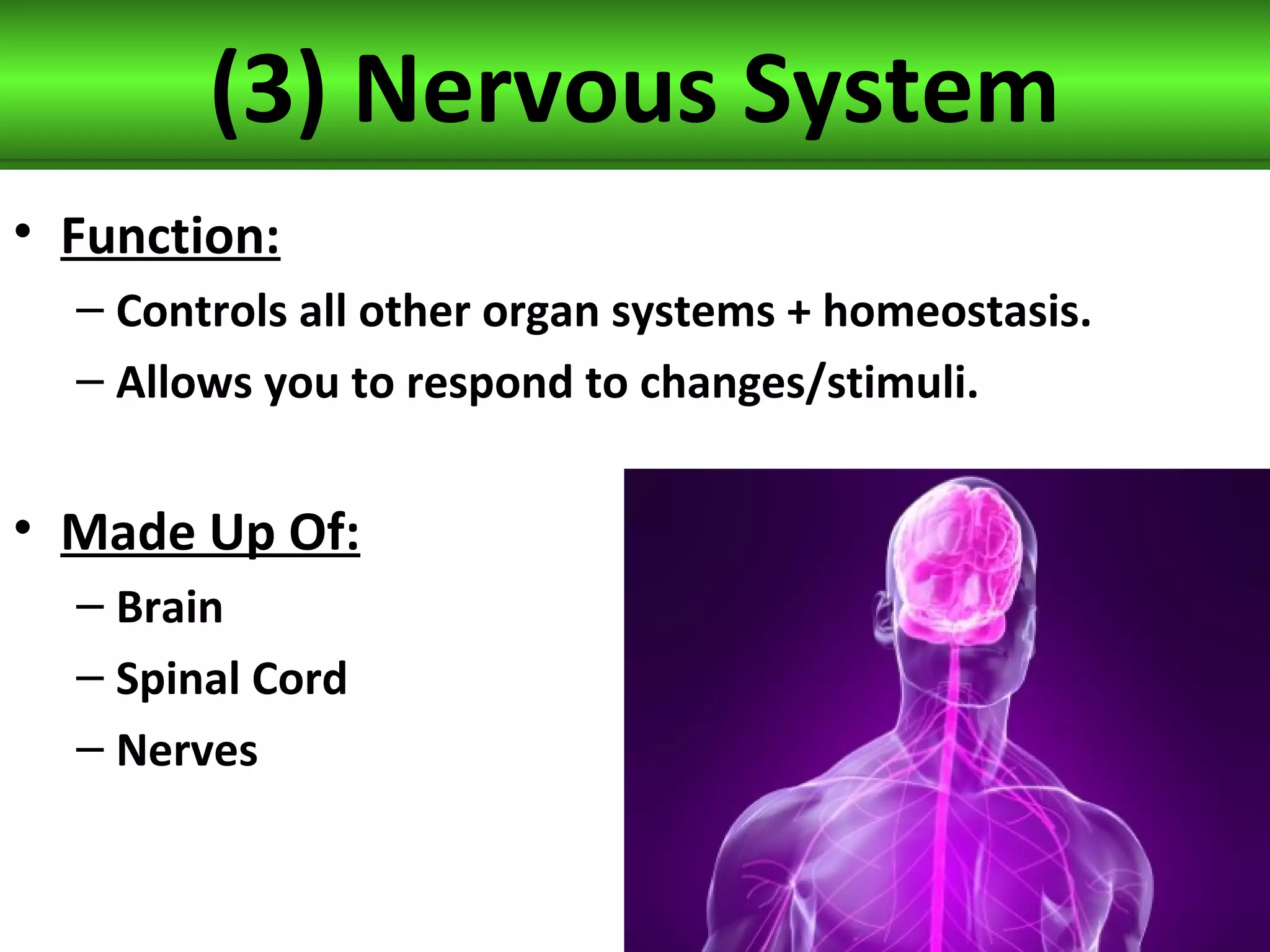 (3) Nervous System
• Function:
– Controls all other organ systems + homeostasis.
– Allows you to respond to changes/stimuli.
• Made Up Of:
– Brain
– Spinal Cord
– Nerves