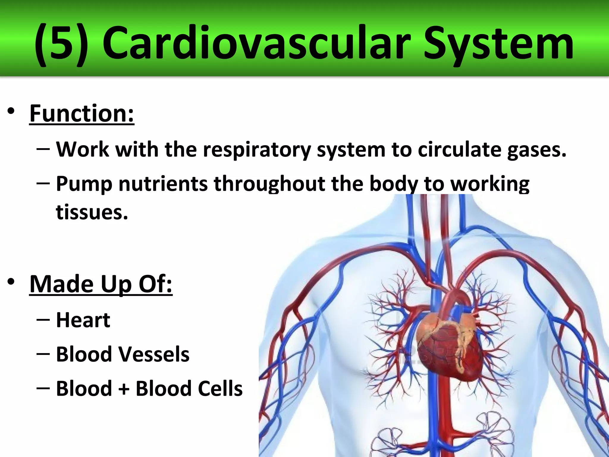 (5) Cardiovascular System
• Function:
– Work with the respiratory system to circulate gases.
– Pump nutrients throughout the body to working
tissues.
• Made Up Of:
– Heart
– Blood Vessels
– Blood + Blood Cells