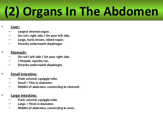 Thoracic cavity image