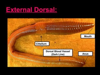 External Dorsal:
Clitellum
Mouth
Dorsal Blood Vessel
(Dark Line) Anus
 