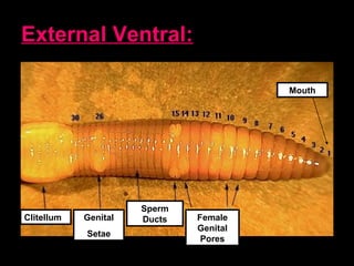 External Ventral:
Mouth
Clitellum Genital
Setae
Sperm
Ducts Female
Genital
Pores
 
