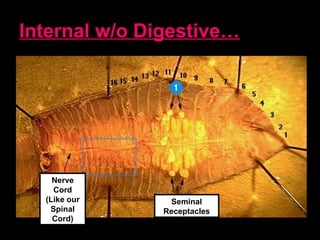 Internal w/o Digestive…
Nerve
Cord
(Like our
Spinal
Cord)
Seminal
Receptacles
 