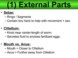 (1) External Parts
• Setae:
– Rings / Segments
– Contain tiny hairs to help with movement + sex.
• Clitellum:
– Knob near center-length of worm.
– Secretes fluid to enclose fertilized eggs.
• Mouth vs. Anus:
– Mouth = Closer to Clitellum
– Anus = Further away from Clitellum
 