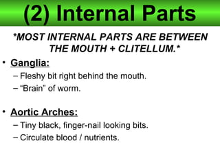 (2) Internal Parts
*MOST INTERNAL PARTS ARE BETWEEN
THE MOUTH + CLITELLUM.*
• Ganglia:
– Fleshy bit right behind the mouth.
– “Brain” of worm.
• Aortic Arches:
– Tiny black, finger-nail looking bits.
– Circulate blood / nutrients.
 