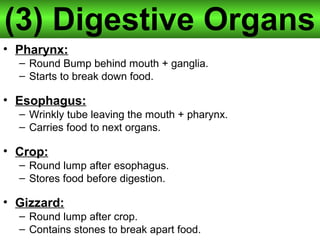 (3) Digestive Organs
• Pharynx:
– Round Bump behind mouth + ganglia.
– Starts to break down food.
• Esophagus:
– Wrinkly tube leaving the mouth + pharynx.
– Carries food to next organs.
• Crop:
– Round lump after esophagus.
– Stores food before digestion.
• Gizzard:
– Round lump after crop.
– Contains stones to break apart food.
 