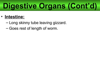 Digestive Organs (Cont’d)
• Intestine:
– Long skinny tube leaving gizzard.
– Goes rest of length of worm.
 