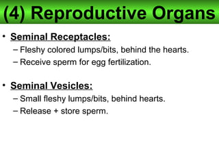 (4) Reproductive Organs
• Seminal Receptacles:
– Fleshy colored lumps/bits, behind the hearts.
– Receive sperm for egg fertilization.
• Seminal Vesicles:
– Small fleshy lumps/bits, behind hearts.
– Release + store sperm.
 