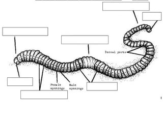 Earthworm Anatomy Guide