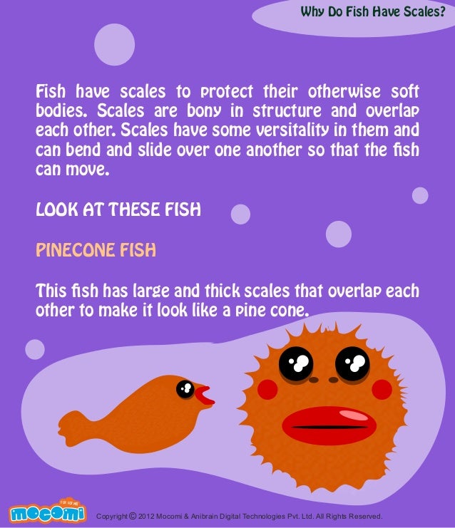 Why Do Fish Have Scales?