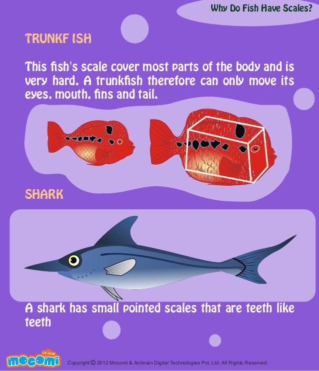 Why Do Fish Have Scales?