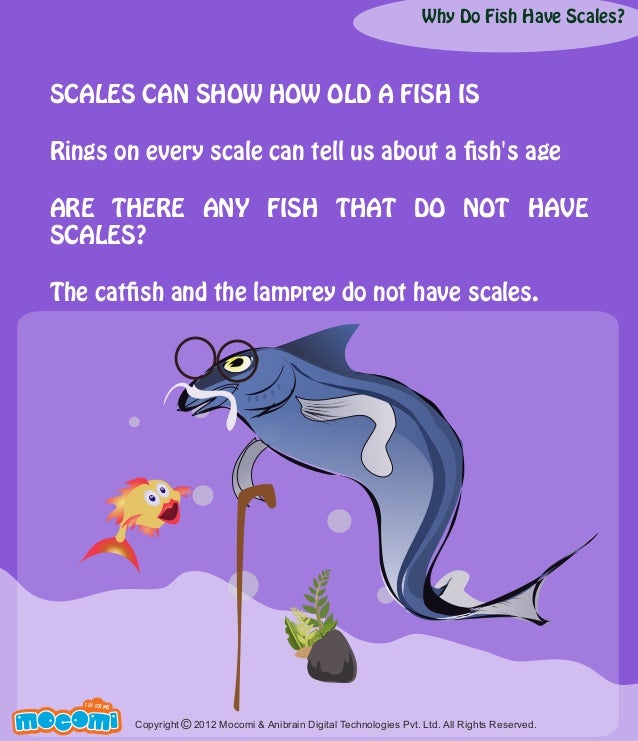 Why Do Fish Have Scales?
