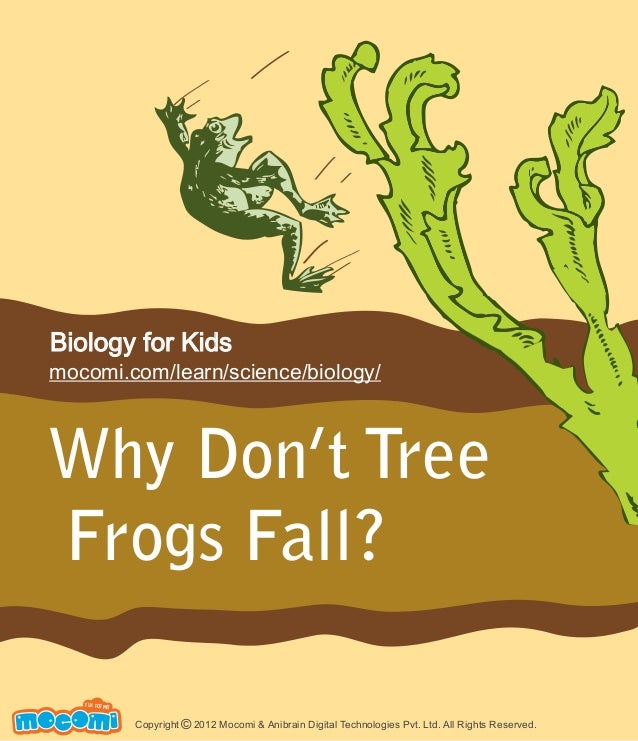 Why Dont Tree Frogs Fall?