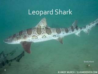 Leopard Shark
EmilyWard
2B
6
 