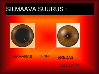SILMAAVA SUURUS : HÄMARAS EREDAS  VALGUSES PUPILL 