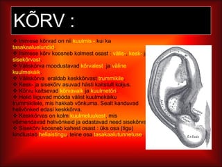 KÕRV : Inimese kõrvad on nii  kuulmis -  kui ka  tasakaaluelundid . Inimese kõrv koosneb kolmest osast :  välis- ,  kesk-  ja  sisekõrvast . Väliskõrva moodustavad  kõrvalest  ja  väline kuulmekäik .  Väliskõrva  eraldab keskkõrvast  trummikile .  Kesk- ja sisekõrv asuvad hästi kaitstult koljus. Kõrvu kaitsevad  kõrvavaik  ja  kuulmetõri .  Helid liiguvad mööda välist kuulmekäiku trummikilele, mis hakkab võnkuma. Sealt kanduvad helivõnked edasi keskkõrva. Keskkõrvas on kolm  kuulmeluukest , mis võimendavad helivõnkeid ja edastavad need sisekõrva. Sisekõrv koosneb kahest osast : üks osa (tigu) kindlustab  heliaistingu , teine osa  tasakaalutunnetuse . 
