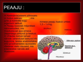 PEAAJU : Kesknärvisüsteemi põhiosaks on koljus paiknev  peaaju , mis juhib ja kontrollib kogu organismi talitlust.  Peaaju koosneb miljarditest närvirakkudest, mis moodustavad ajus erineva ülesandega piirkondi ja keskusi.  Ühtedes toimub kehast närvide vahendusel laekuva info kogumine, teistes analüüsitakse infot ja kolmandates ajuosades võetakse vastu otsuseid, mis edastatakse närvide abil lihastesse. Inimese peaaju kaalub umbes  1,3 – 1,4 kg.  SUURAJU VÄIKEAJU PIKLIKAJU KESKAJU VAHEAJU 