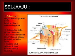 SELJAAJU : Seljaaju  on selgrookanalis paiknev nööri -  kujuline närvi - rakkude kogumik. Seljaajul on kaks tähtsat ülesannet : Esiteks vahendab ta informatsiooni peaaju ja ülejäänud keha vahel. Teiseks juhib seljaaju lihtsaid kaasasündinud käitumisi. JOONIS SELJAAJU LÄBILÕIKEST 