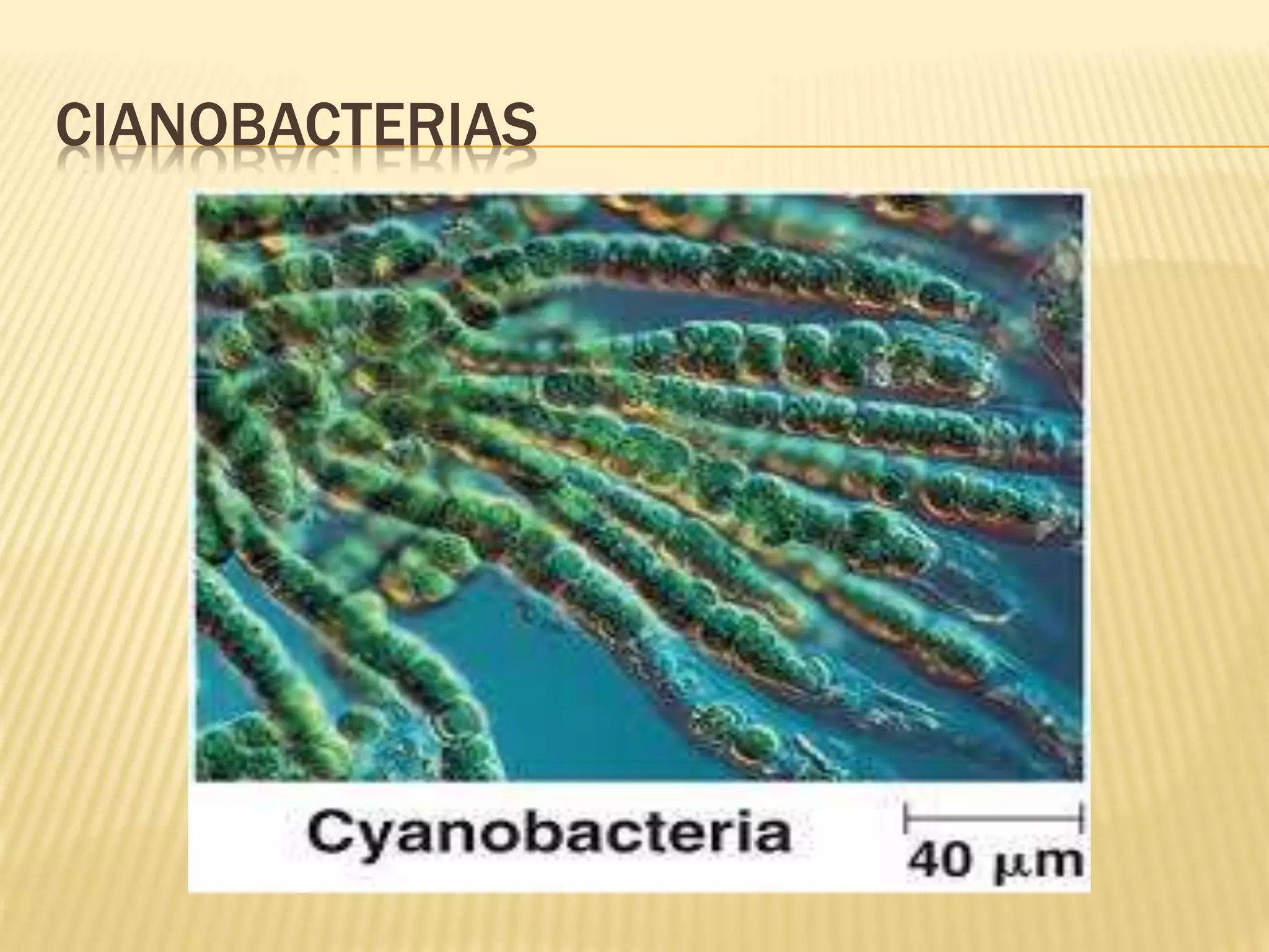 Biolo reino monera | PPTX
