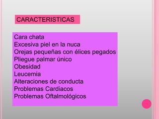CARACTERISTICAS

Cara chata
Excesiva piel en la nuca
Orejas pequeñas con élices pegados
Pliegue palmar único
Obesidad
Leucemia
Alteraciones de conducta
Problemas Cardiacos
Problemas Oftalmológicos
 