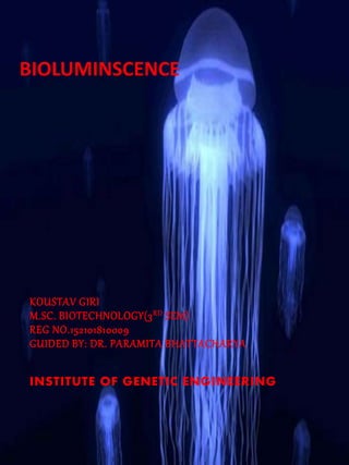 BIOLUMINSCENCE
KOUSTAV GIRI
M.SC. BIOTECHNOLOGY(3RD SEM)
REG NO.152101810009
GUIDED BY: DR. PARAMITA BHATTACHARYA
INSTITUTE OF GENETIC ENGINEERING
 