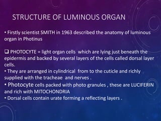 Photocyte Patterns Biolumeniscence | PPTX