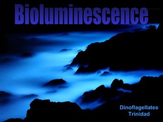 Bioluminescence Dinoflagellates Trinidad 